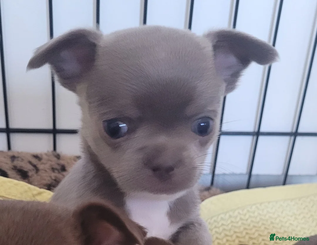 Chihuahua dogs for stud: KC lilac stud in Dagenham - Advert 14