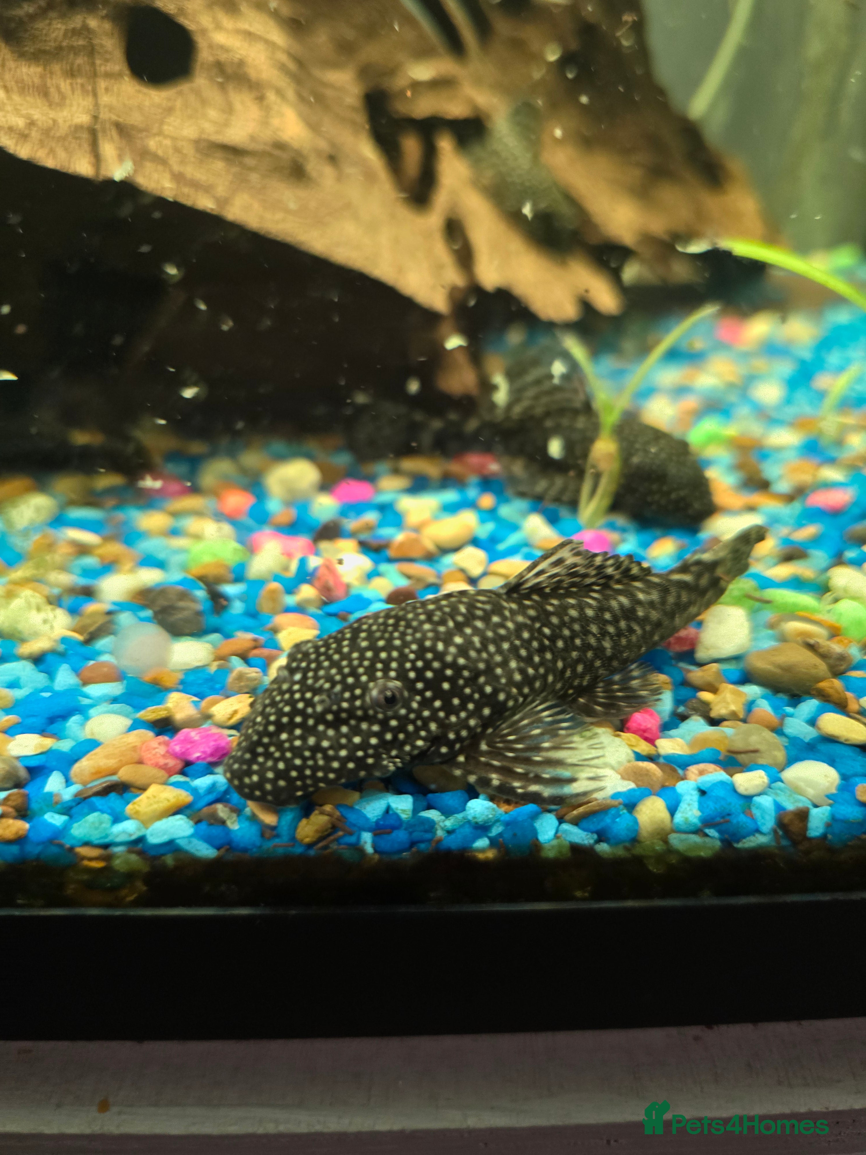 Plecos fish Plecos for sale - Advert 10