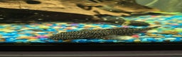 Plecos fish for sale: Plecos for sale - Advert 1