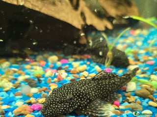 Plecos fish Plecos for sale - Advert 21