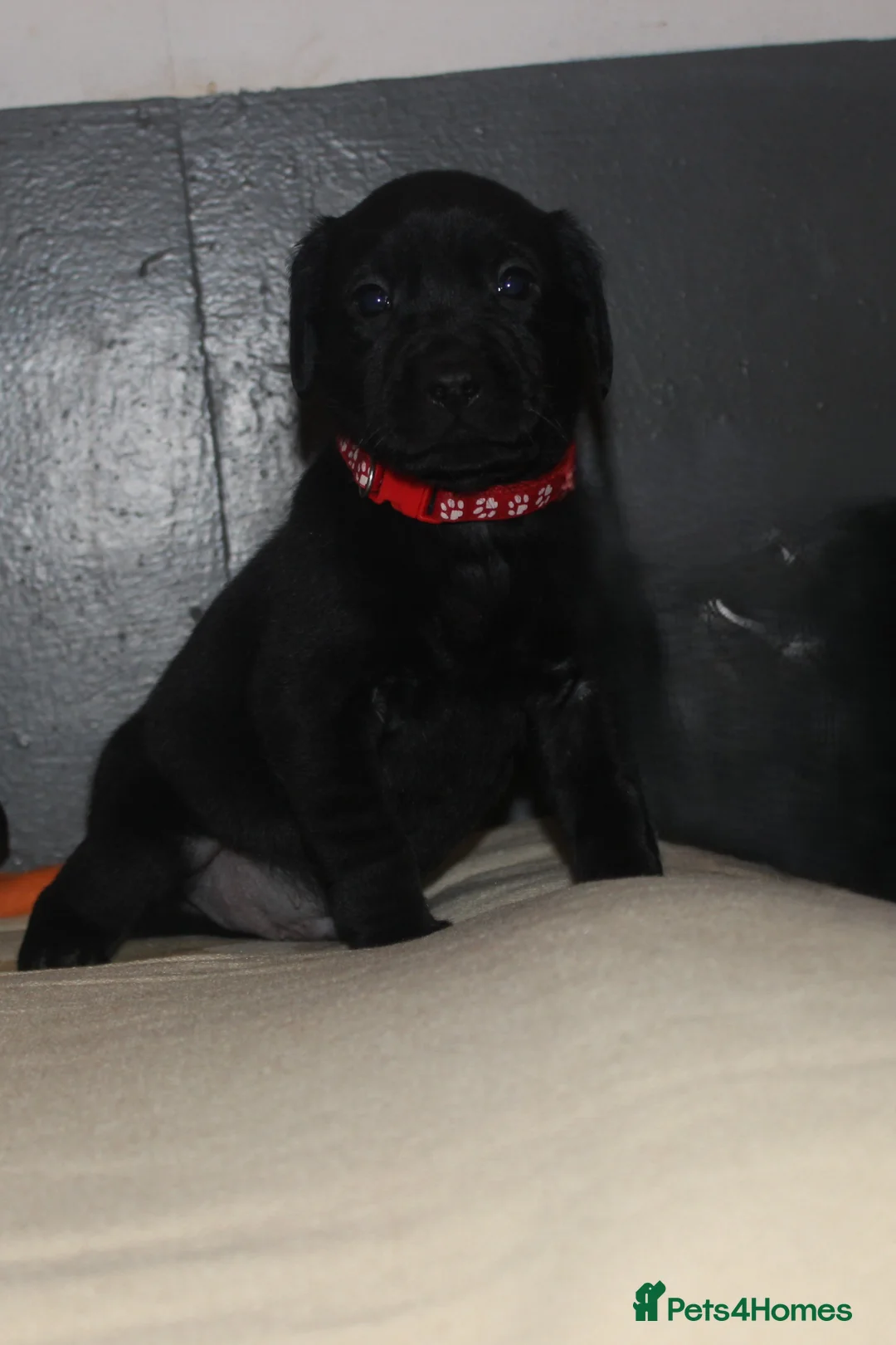 Labrador Retriever dogs for sale: Lovely, bold, beautiful puppies - Advert 10