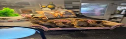 Abyssinian cats for sale: Five Abyssinian kittens with lots of love to give - Advert 3