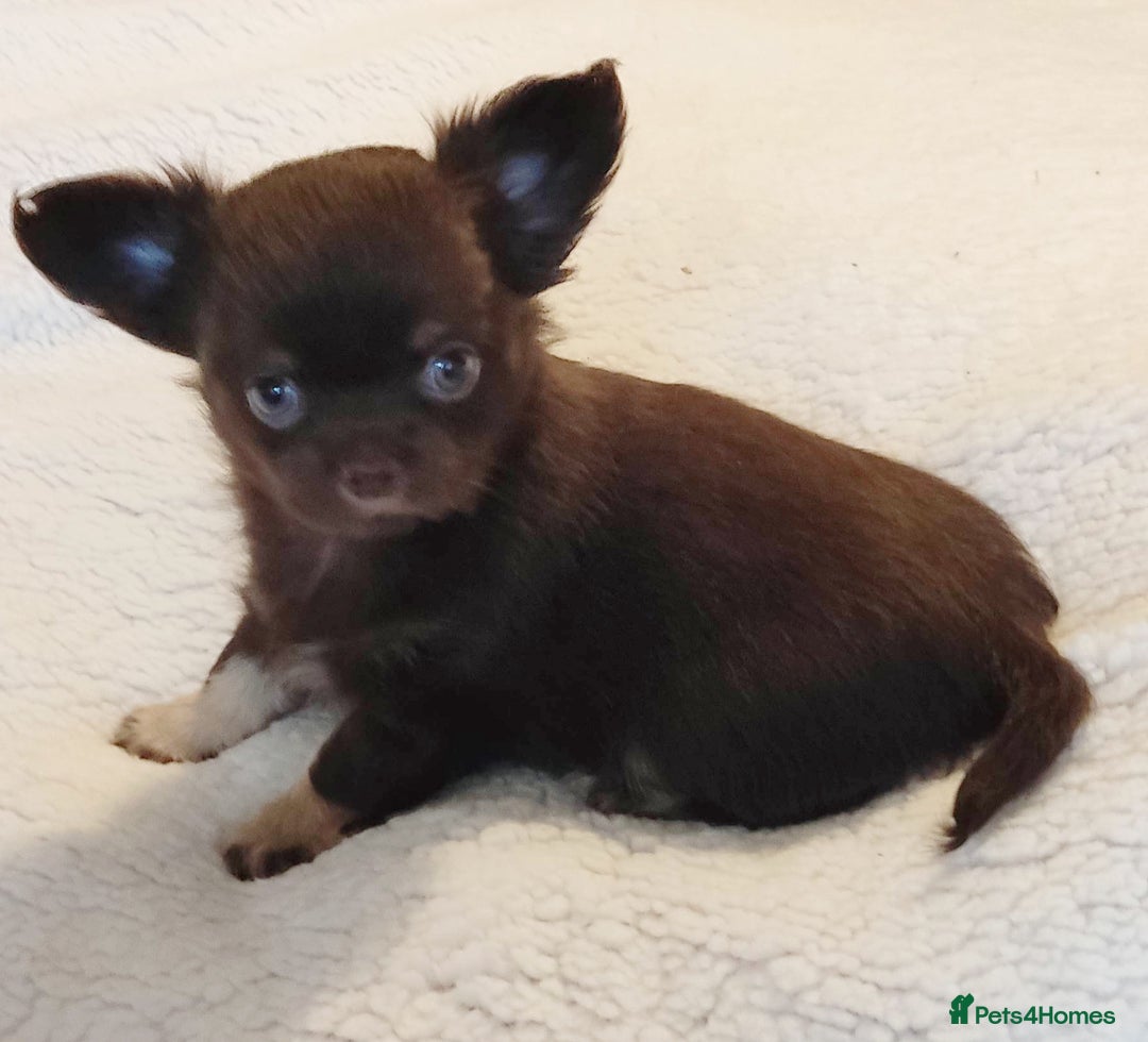Chihuahua dogs for sale: Beautiful Chocolate Chihuahua Girls  - Advert 13