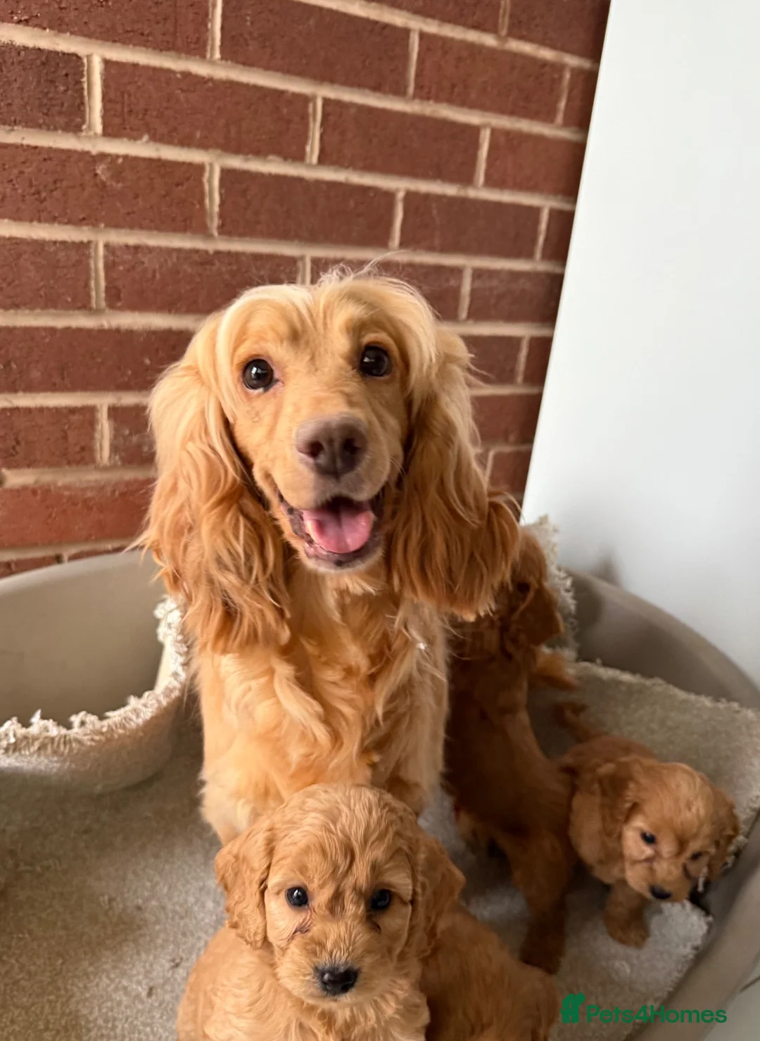 Cockapoo dogs for sale: F1 Cockapoo Puppies - Advert 2
