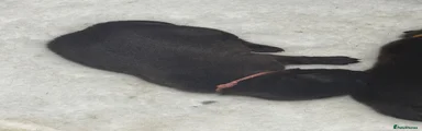 Labrador Retriever 4