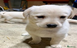 Labrador Retriever dogs for sale: Labrador Retriever Pups Ready for Forever Homes - Image 3