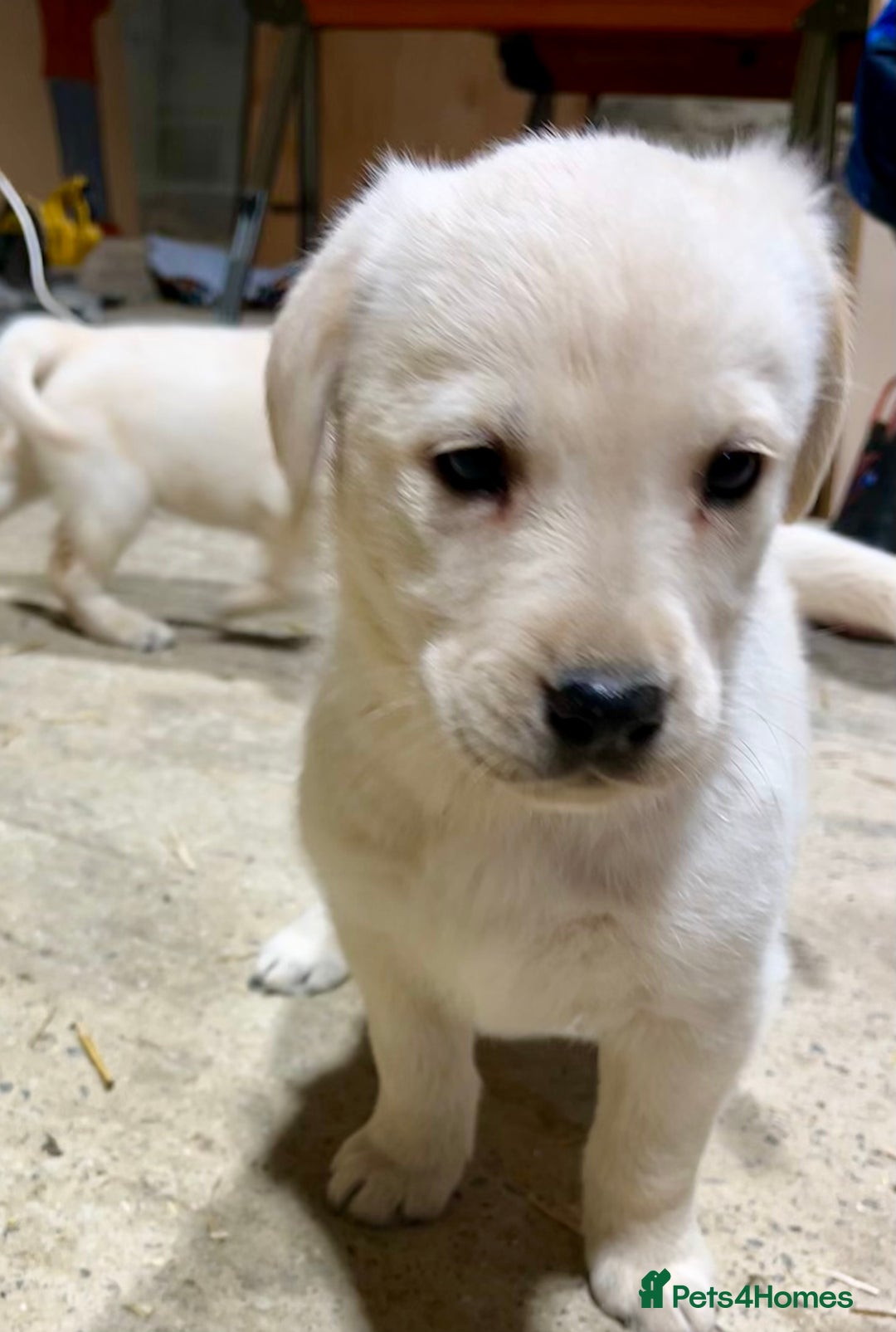 Labrador Retriever dogs for sale: Labrador Retriever Pups Ready for Forever Homes - Image 3