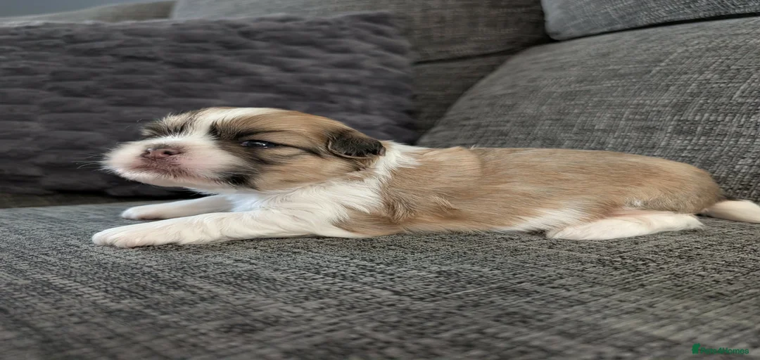 Gallery Image {{count}}