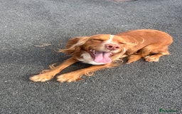 Cocker Spaniel dogs for sale: Cocker spaniel  - Image 2