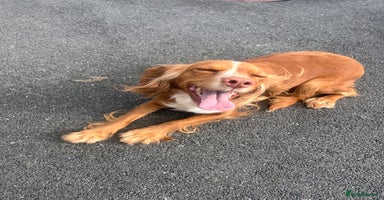 Cocker Spaniel dogs - Advert 11
