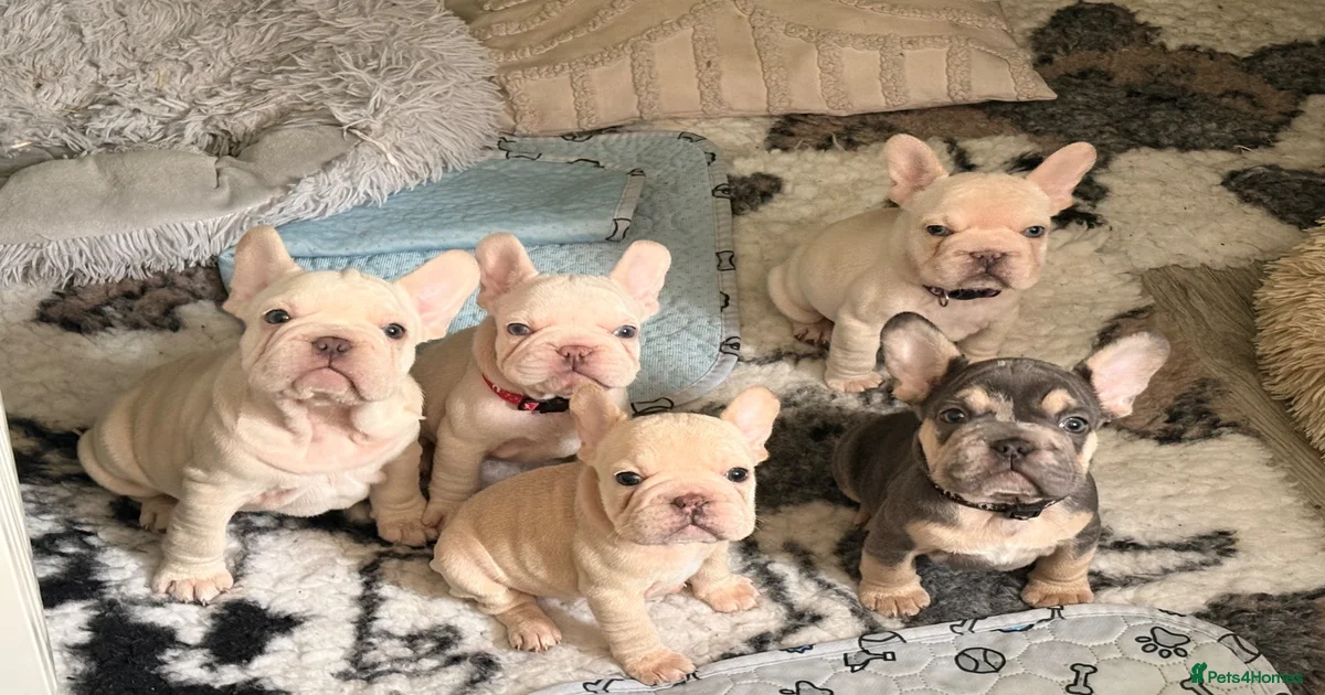 Frenchi Puppies for sale | Pets4Homes