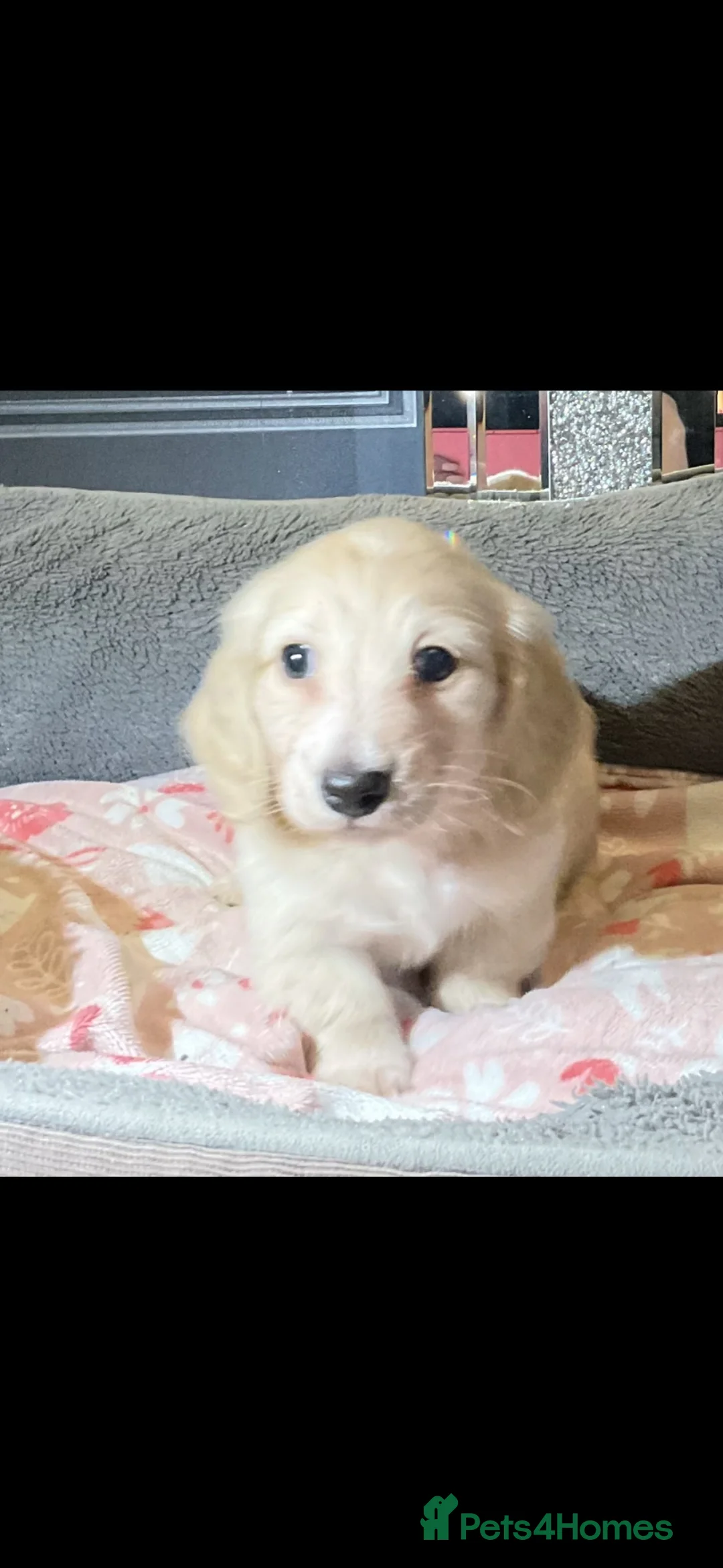 Miniature Dachshund dogs for sale: Cream quality miniature DACHSHUNDS - Advert 2