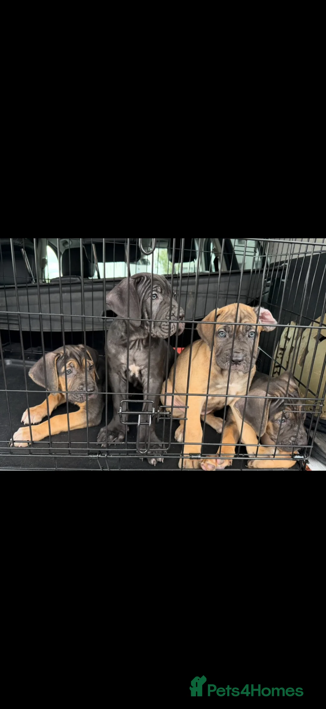 Cane Corso dogs for sale: PROTECTION AND FAMILY CANE CORSO PUPPIES in Romford - Advert 1