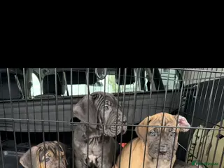 Cane Corso dogs PROTECTION AND FAMILY CANE CORSO PUPPIES - Advert 16