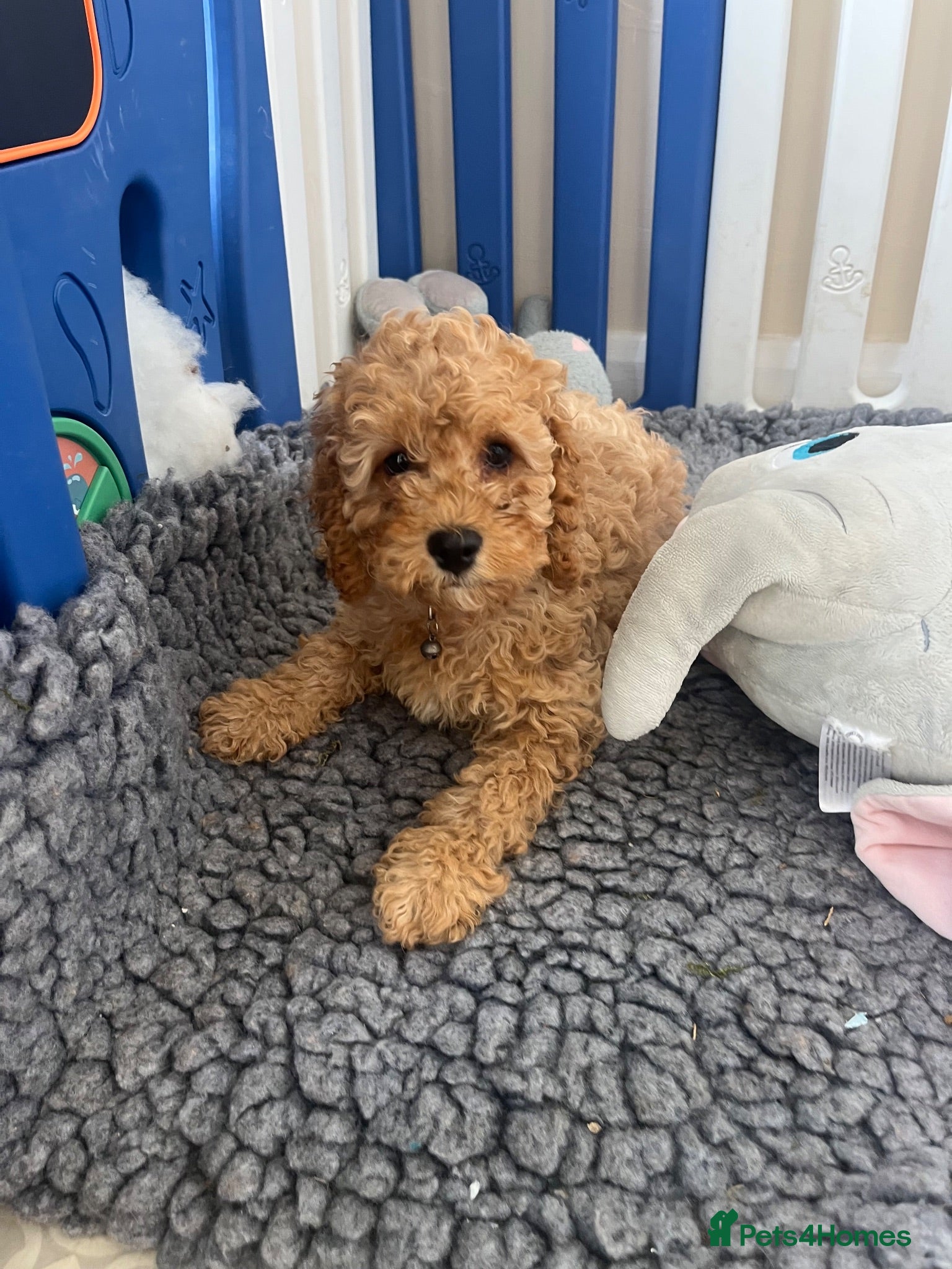 Cavapoo dogs Top quality, health tested F1b Cavapoo babies - Advert 15