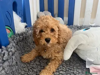 Cavapoo dogs Top quality, health tested F1b Cavapoo babies - Advert 15