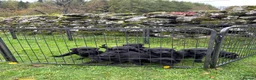 Labrador Retriever dogs for sale: KC Registered Black Labrador Puppies in Killin - Advert 4