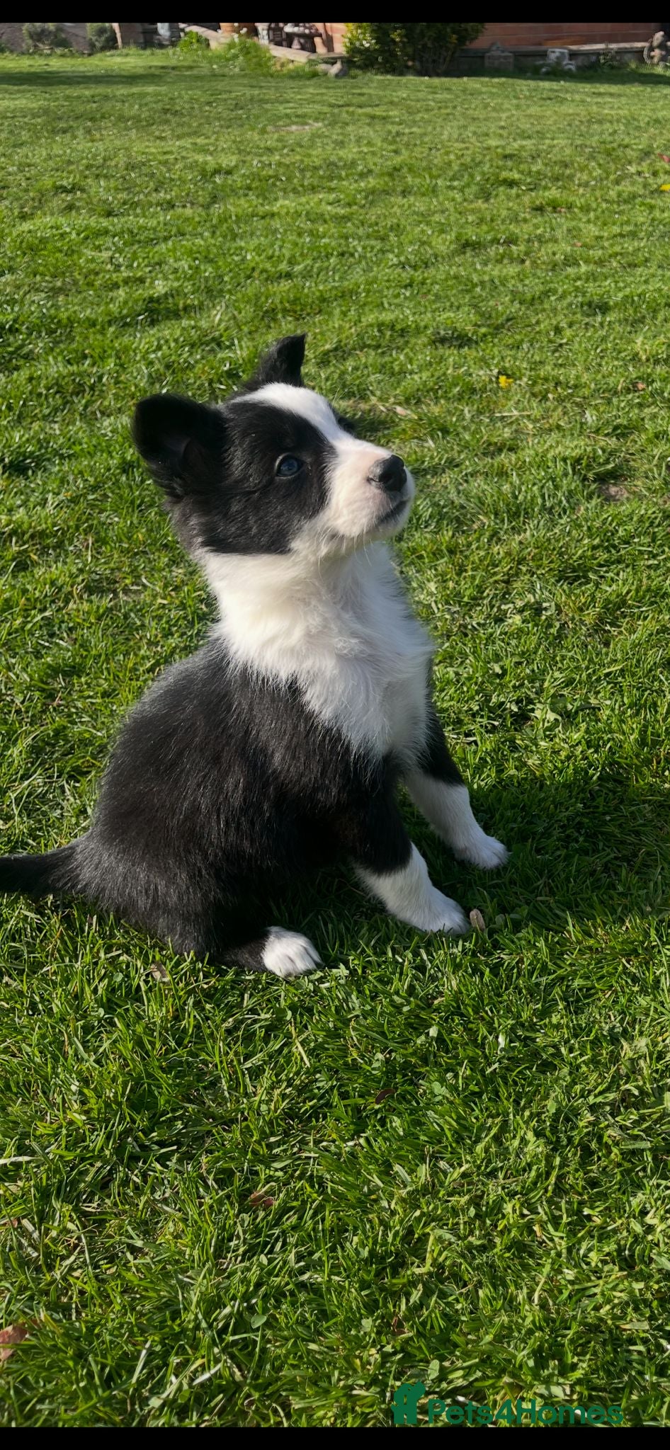 Border Collie dogs Border collie puppies ready now  - Advert 1