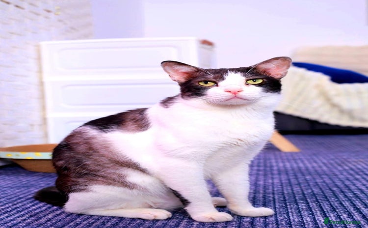 Mixed Breed cats - Advert 1