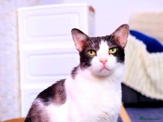 Mixed Breed cats for adoption - Advert 1