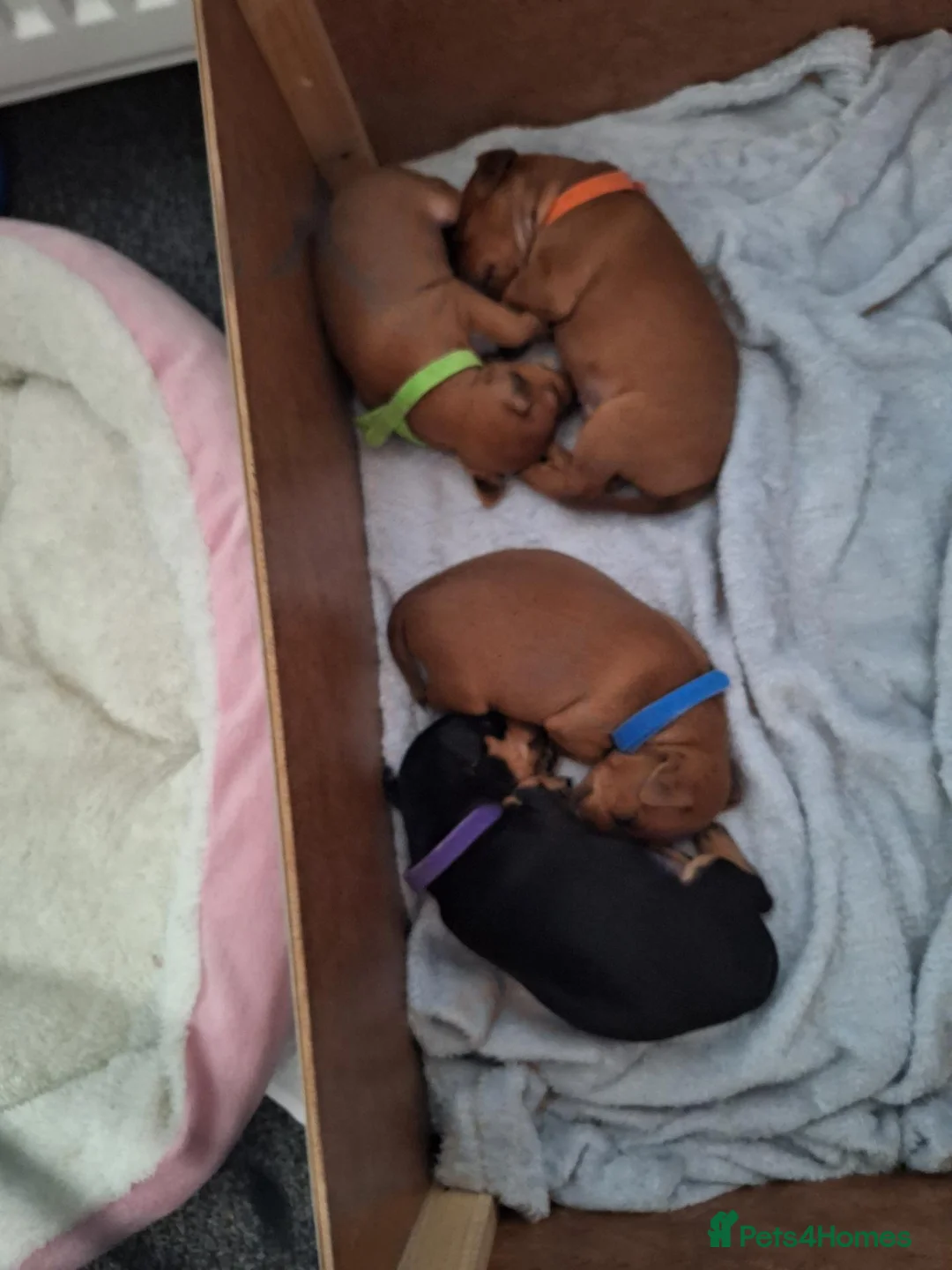 Miniature Pinscher dogs for sale: Adorable Miniature Pinscher Puppies  in Peterhead - Advert 2