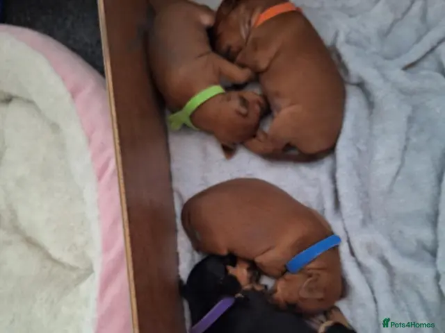 Miniature Pinscher dogs Adorable Miniature Pinscher Puppies - Advert 2