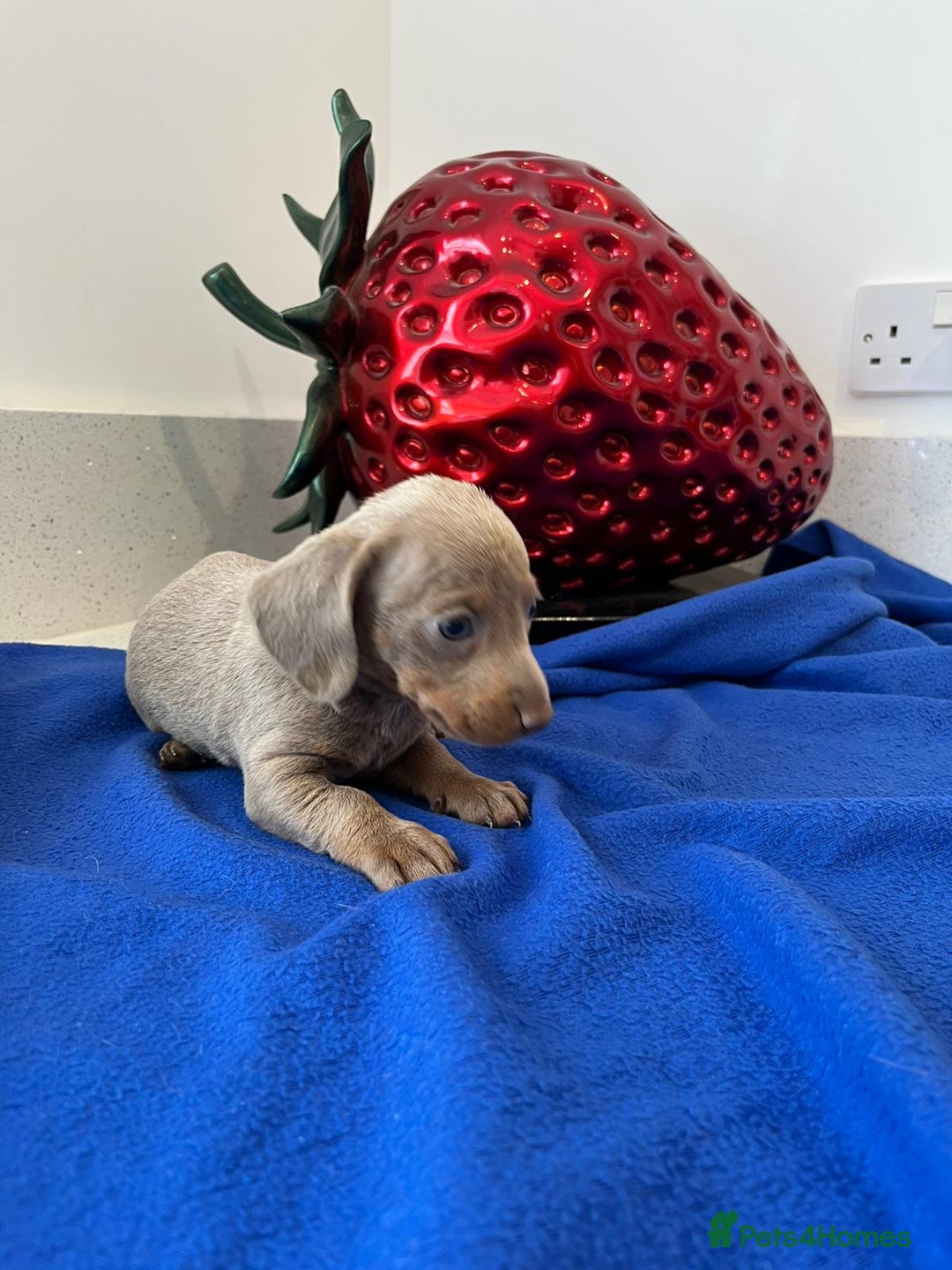Miniature Dachshund dogs for sale: Stunning Mini Dachshund Puppies - Image 8
