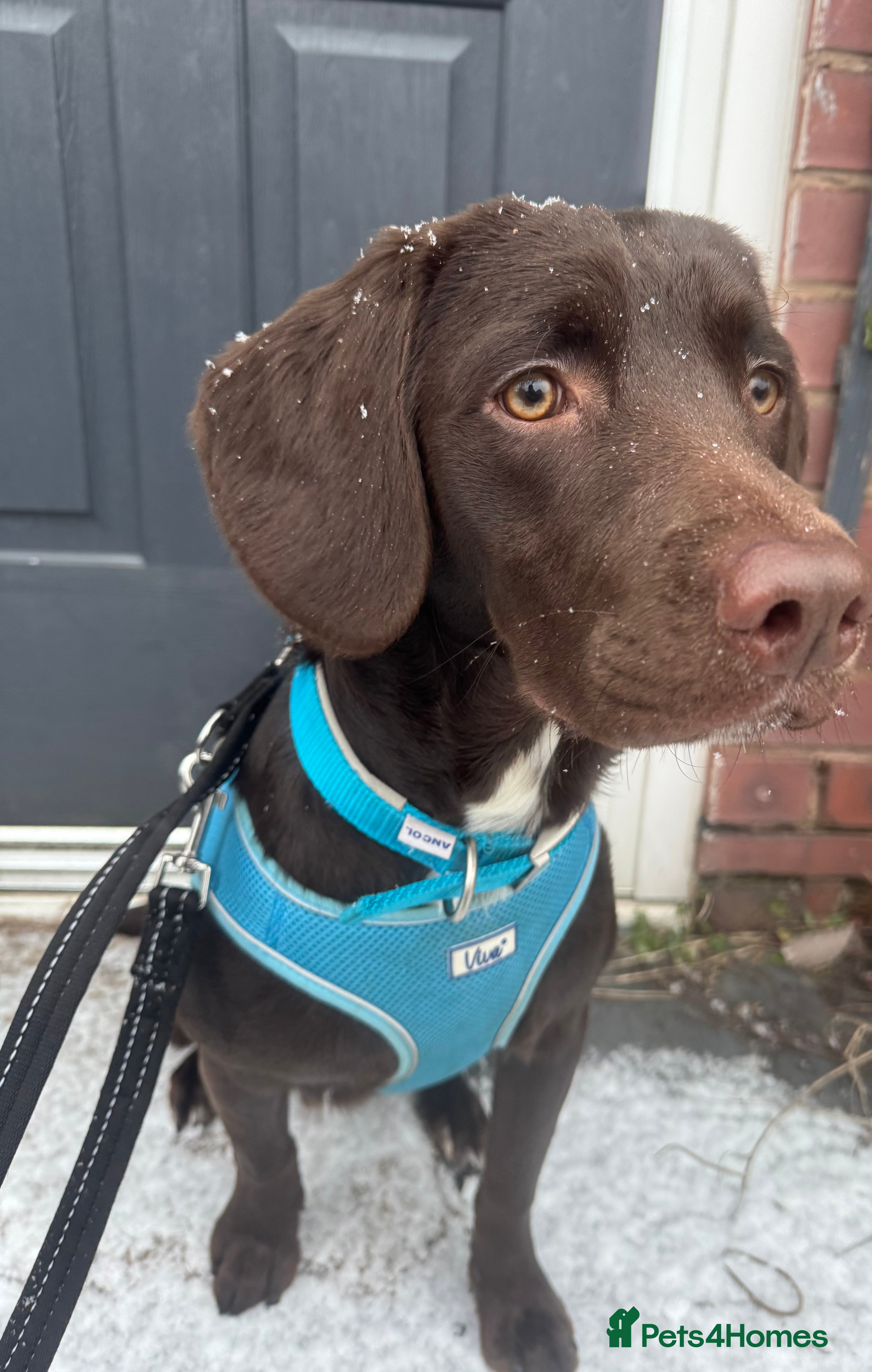 Springador dogs Springador Choco (male) looking for new home  - Advert 3