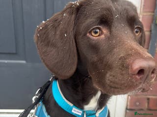 Springador dogs Springador Choco (male) looking for new home - Advert 1