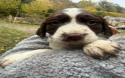 Sprocker dogs for sale: 4 beautiful sprocker pups  - Image 8