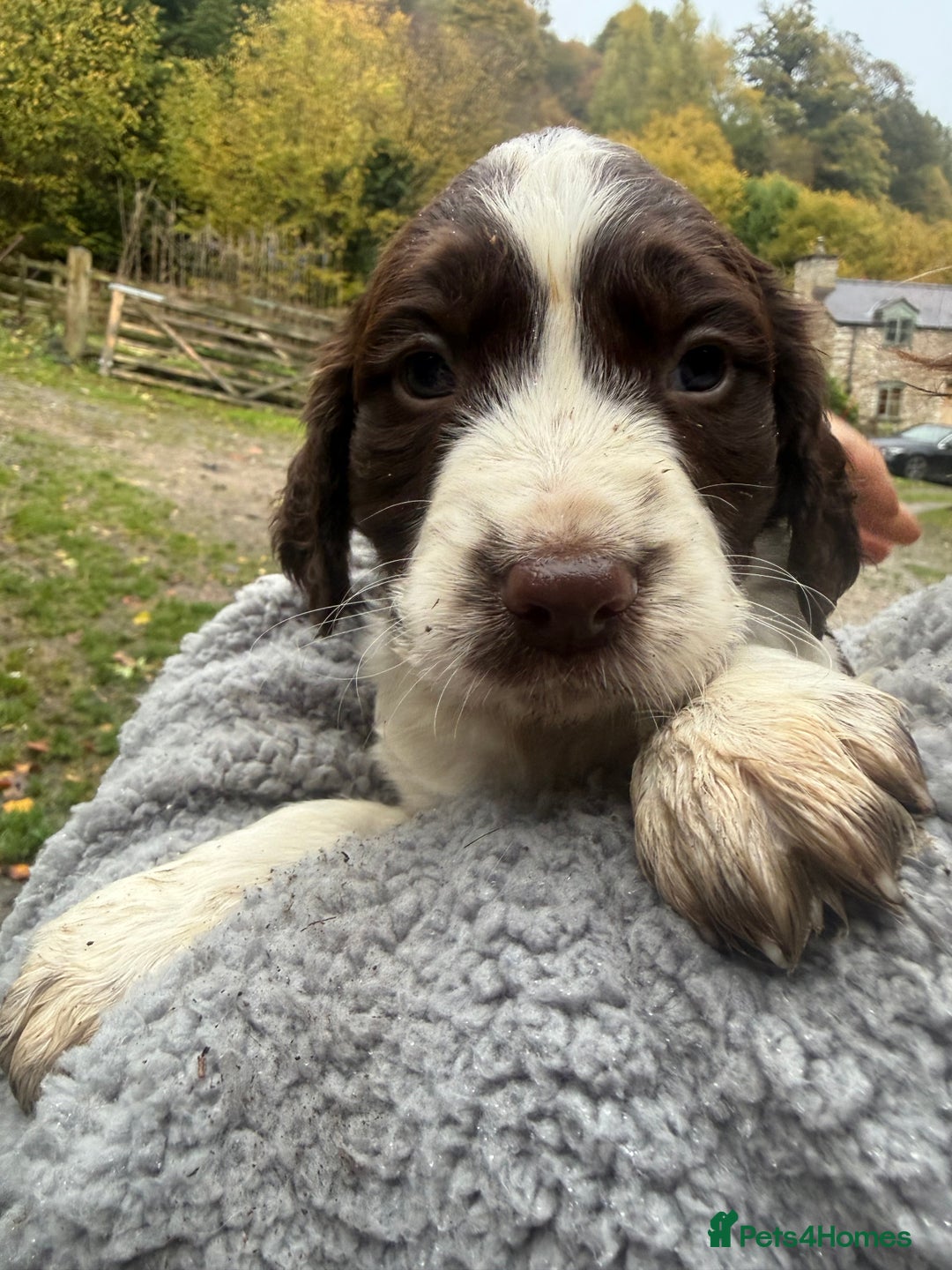 Sprocker dogs for sale: 4 beautiful sprocker pups  - Image 8