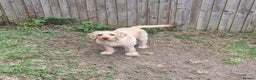 Labradoodle dogs for sale: Maple the Labradoodle - Advert 4