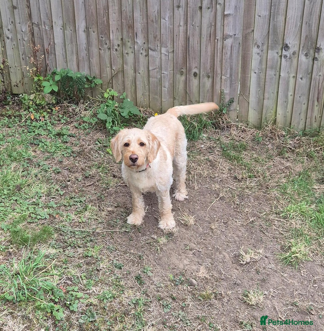 Labradoodle dogs for sale: Maple the Labradoodle - Advert 4