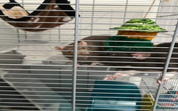 Rat rodents for sale: Two 6 months old male rats - Image 4