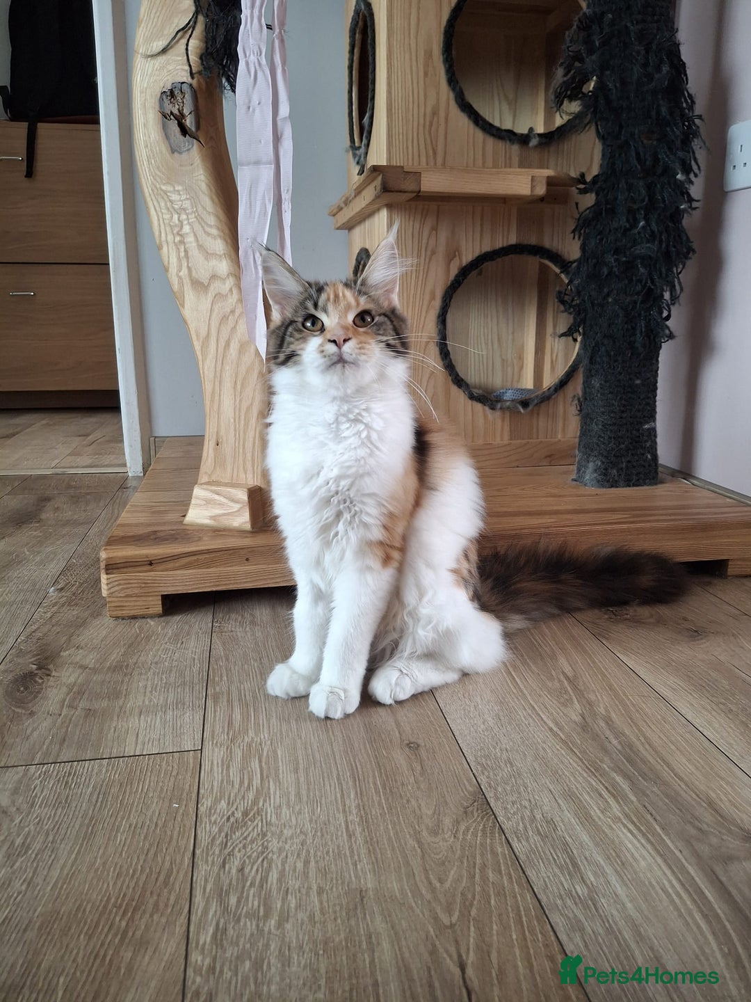 Maine Coon cats for sale: Last two kittens  in Spalding - Image 1