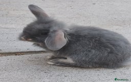 Mini Lop rabbits for sale: Mini lops looking for their forever homes - Image 2