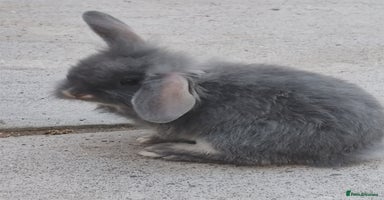 Mini Lop rabbits - Advert 5