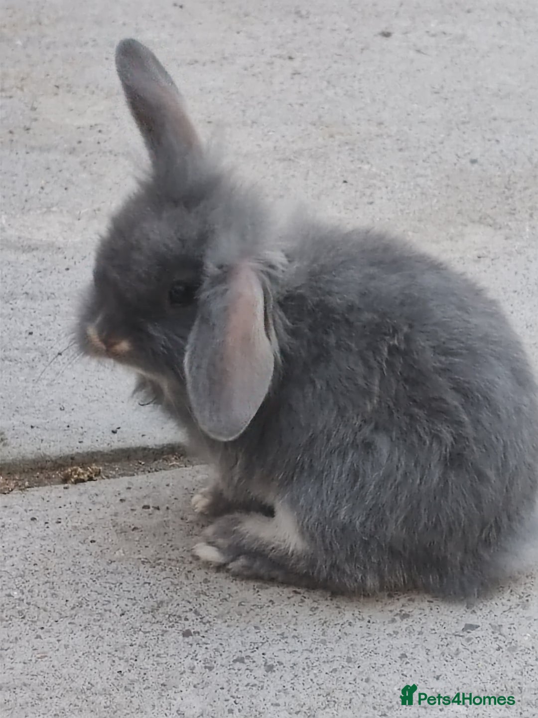 Mini Lop rabbits for sale: Mini lops looking for their forever homes - Image 2