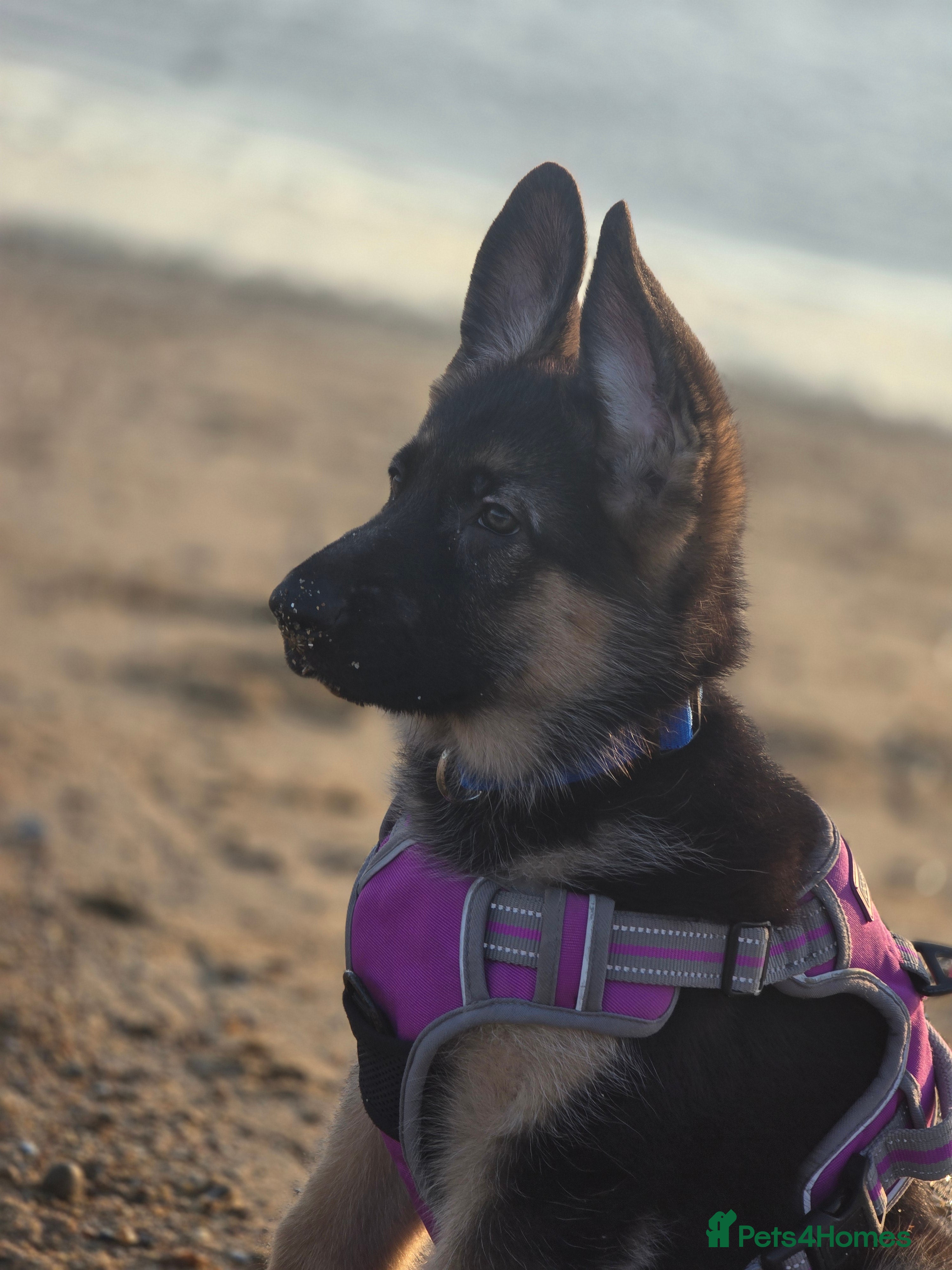 German Shepherd dogs German bloodline one left - Advert 2