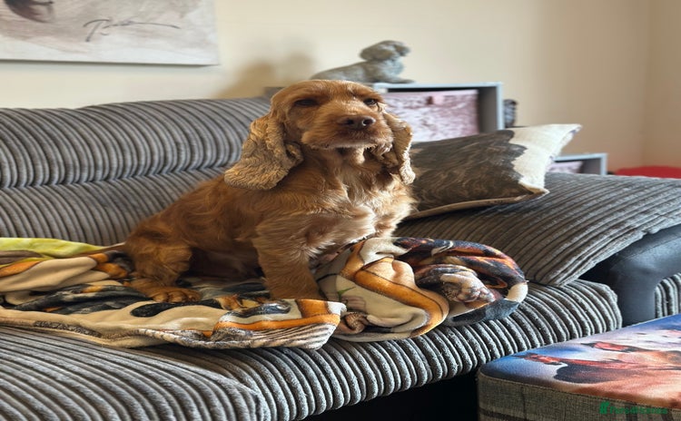 Cocker Spaniel dogs - Advert 2