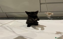 Mixed Breed cats for sale: 2 beautiful girl kittens - Image 9