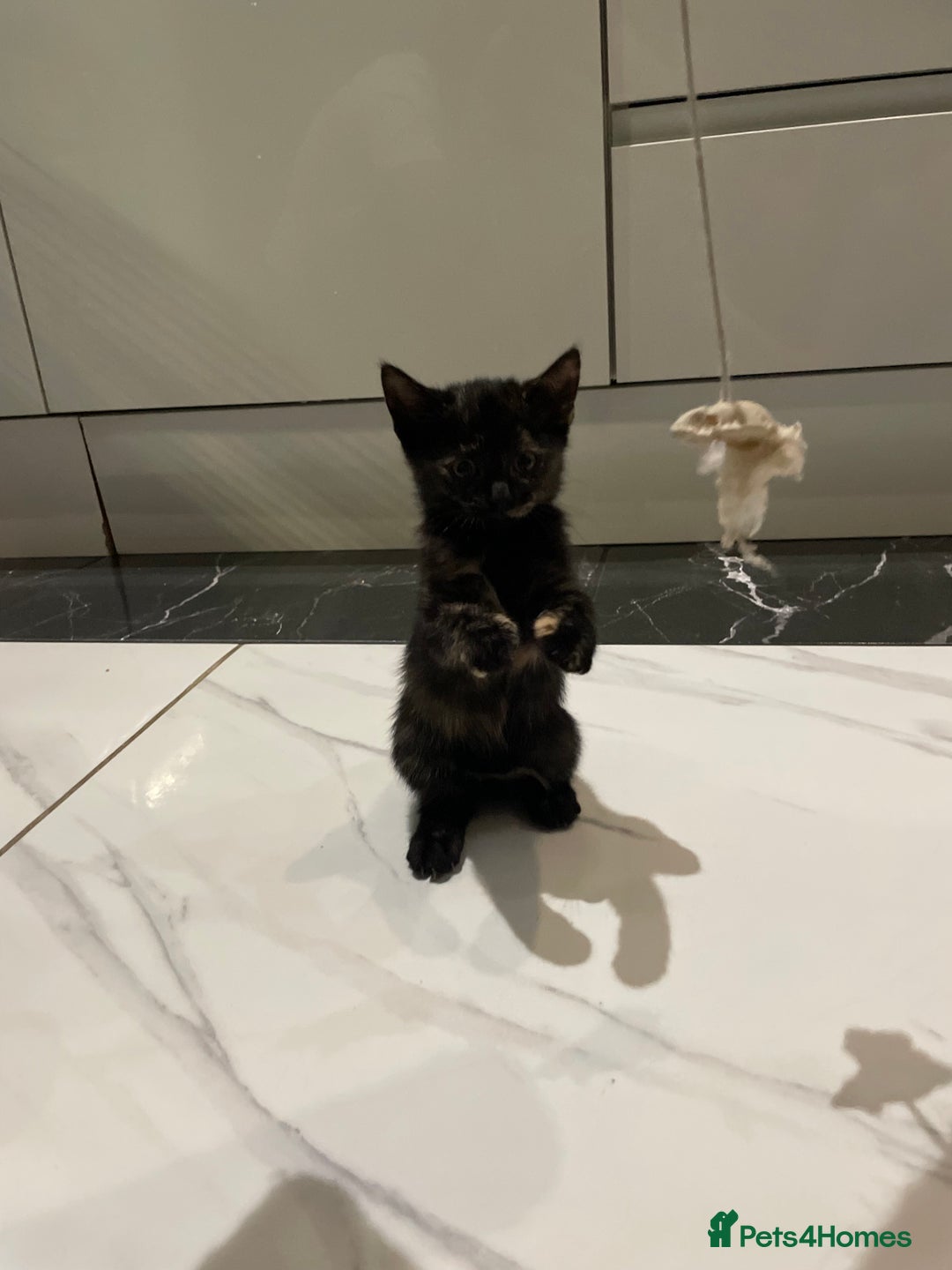 Mixed Breed cats for sale: 2 beautiful girl kittens - Image 9