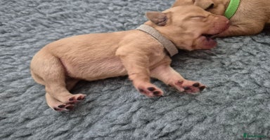 Labrador Retriever dogs - Advert 8