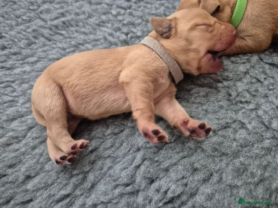 Labrador Retriever dogs for sale: Kc Registered Red labrador puppies  - Image 3