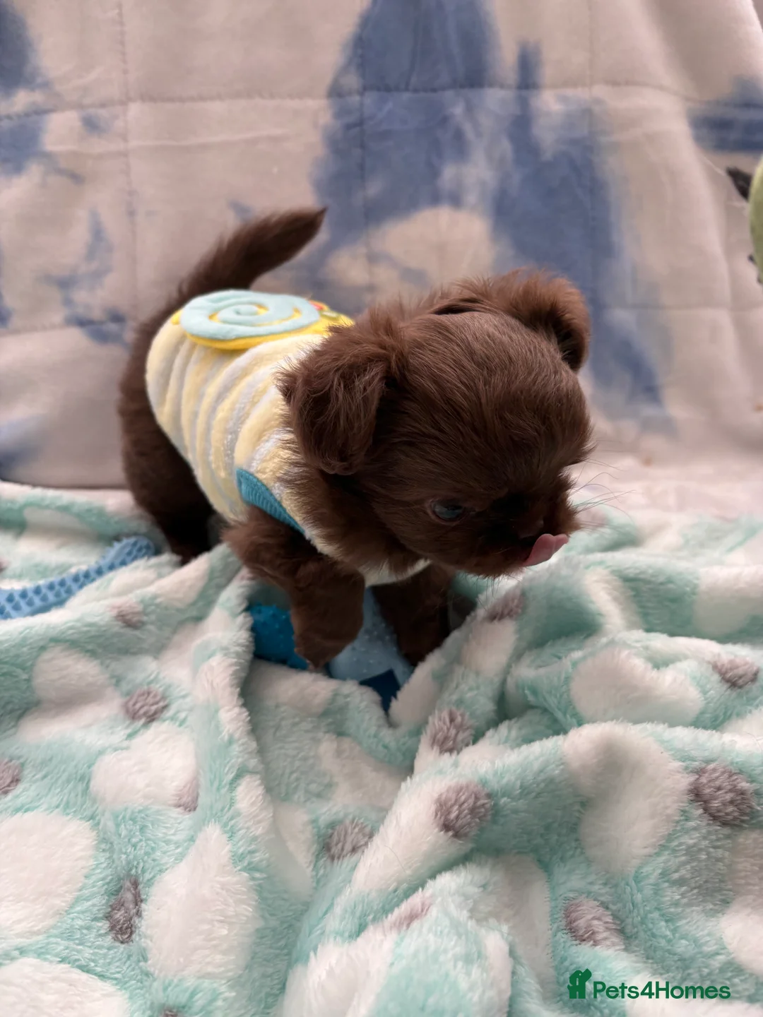 Chihuahua dogs for sale: Russian long-haired Chihuahua - Advert 2