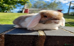 Mini Lop rabbits for sale: Mini Lop buck  - Image 4
