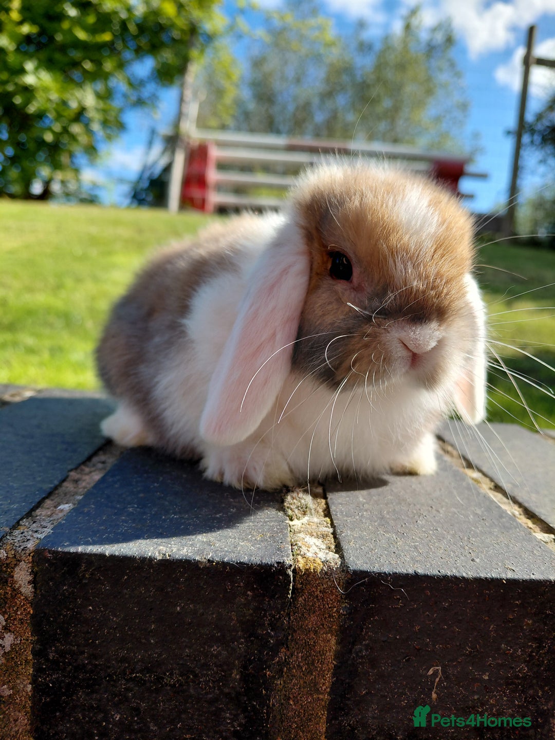 Mini Lop rabbits for sale: Mini Lop buck  - Image 4