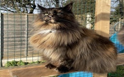 Maine Coon cats for sale: Beautiful Maine Coon babies  - Image 5