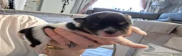 Pomeranian dogs for sale: Beautiful pomeranian pups just born!! - Advert 24