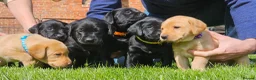 Labrador Retriever dogs for sale: KC labradors  - Advert 21